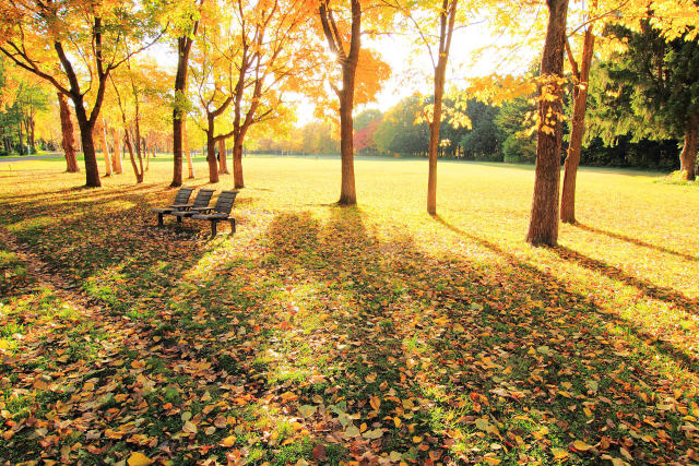 真駒内公園の紅葉12～黄金色の光