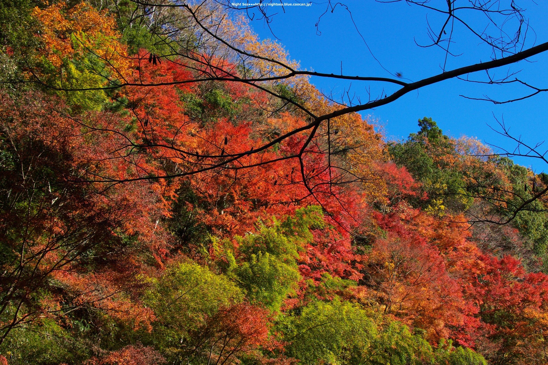 花 植物 秋の風景 壁紙19x1280 壁紙館