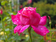 雨上がりの薔薇 ・恋心