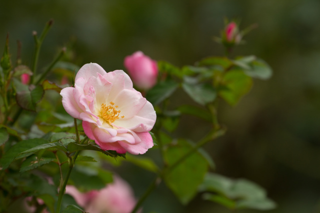 ツル桜霞