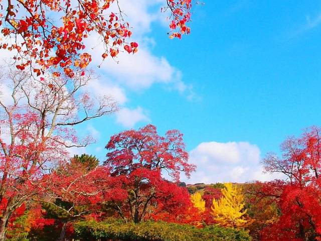 奈良公園の秋