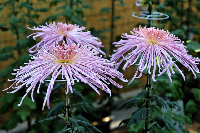 明治神宮の菊花展2