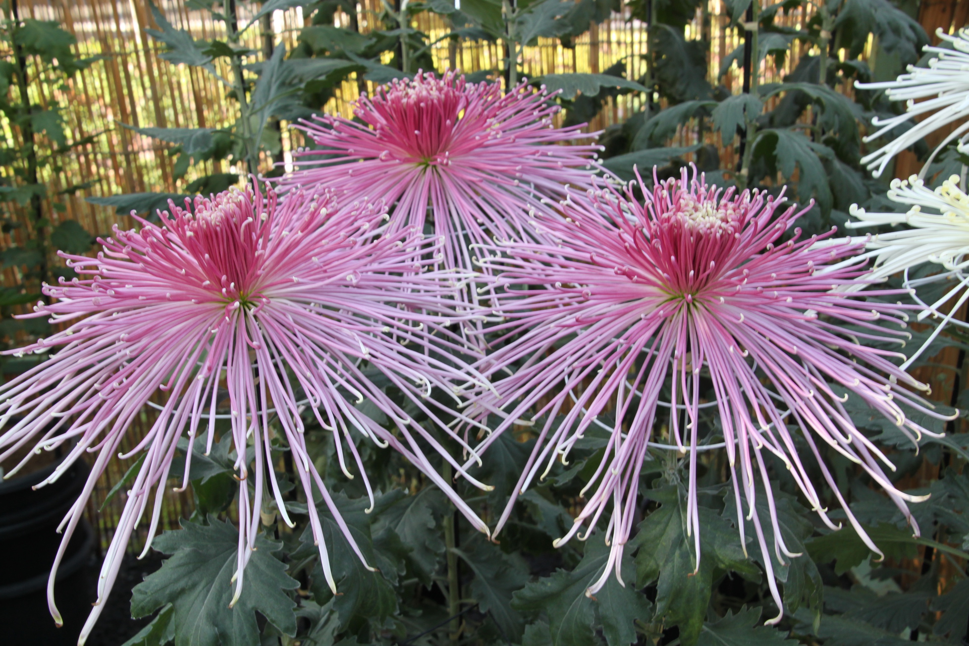 花 植物 紫の菊 壁紙19x1280 壁紙館