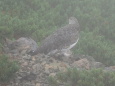 仙丈ヶ岳の雌雷鳥