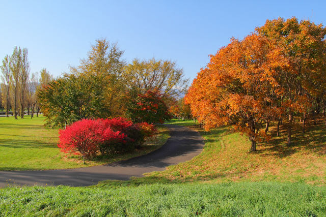 色付く朝の散歩道