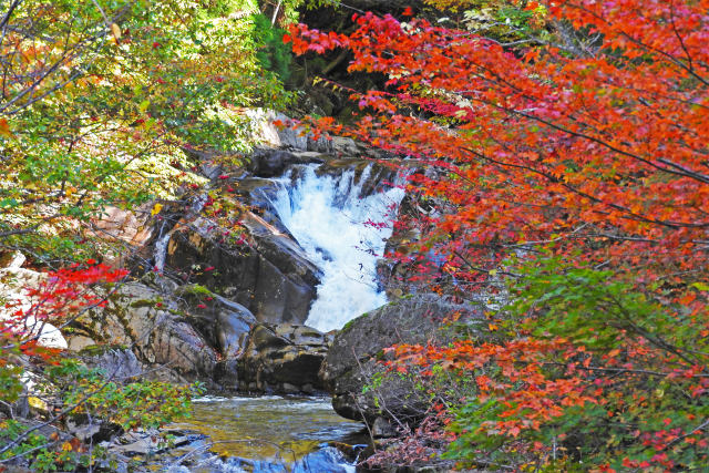 紅葉の芦津渓谷8