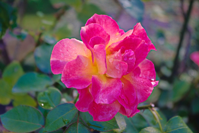 雨上がりの薔薇