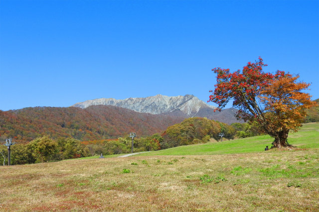 ナナカマドと大山南壁