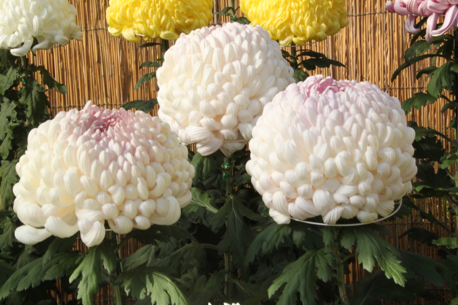 花 植物 丸い菊の花 壁紙19x1280 壁紙館