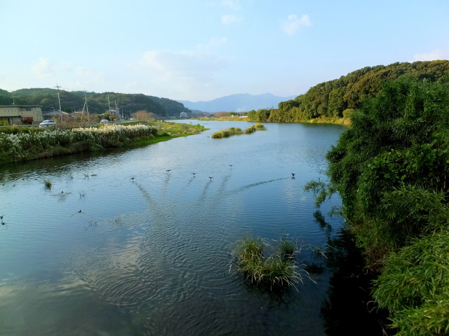 驚いた水鳥たち