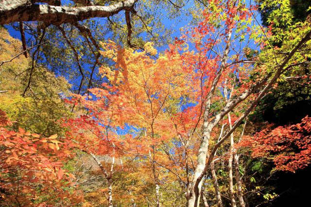 裏祖谷渓谷の紅葉