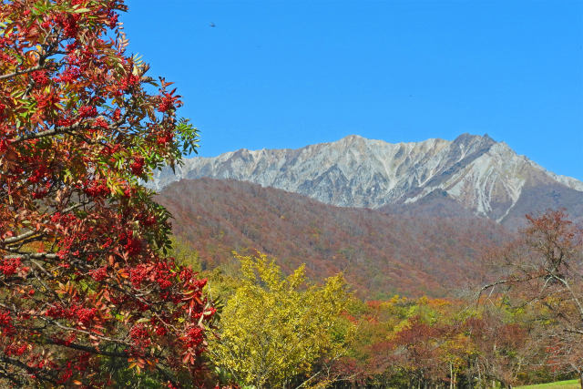 ナナカマドと大山南壁2