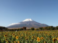 雪の富士山にひまわり