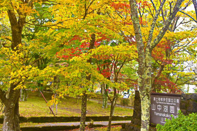 山中湖・湖畔の紅葉