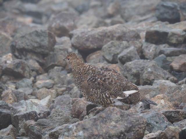 槍ヶ岳の雌雷鳥