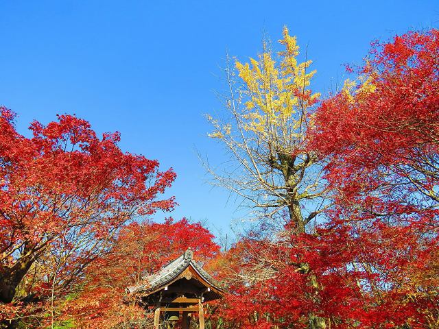 嵯峨野常寂光寺鐘堂の紅葉