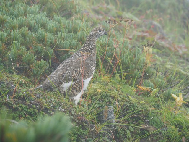 西鎌尾根の雌雷鳥