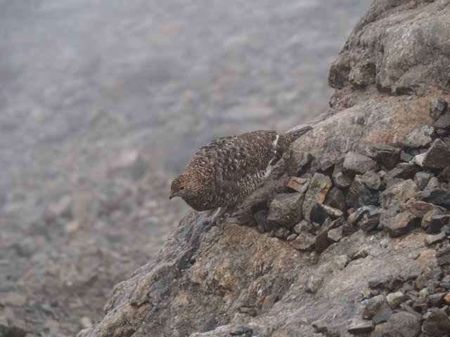 槍ヶ岳の雌雷鳥