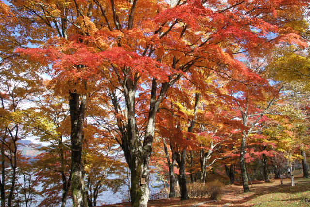 山中湖の紅葉