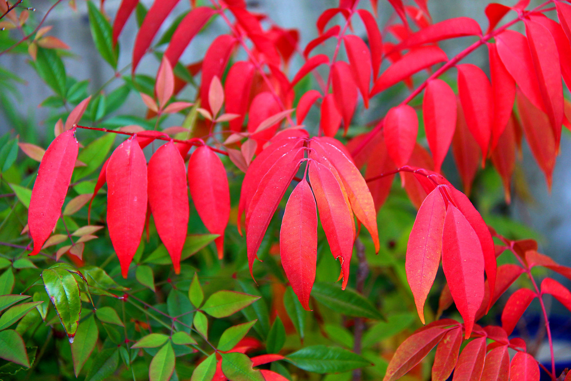 花 植物 ハゼの紅葉 壁紙19x1280 壁紙館