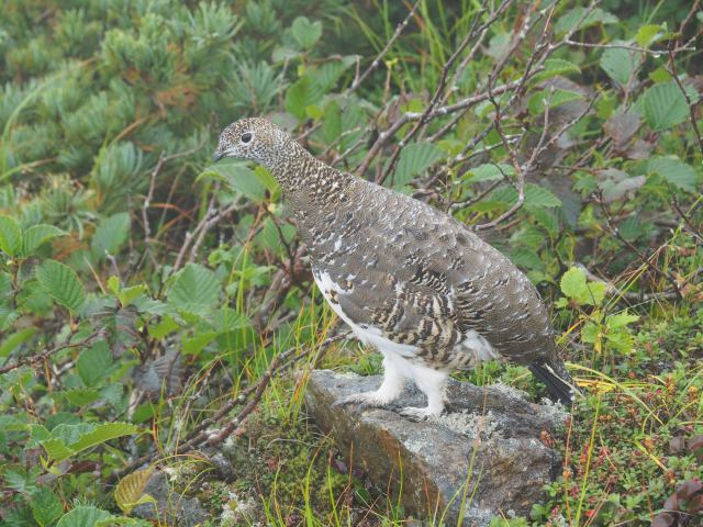 西鎌尾根の雌雷鳥