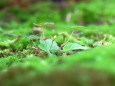 野の草