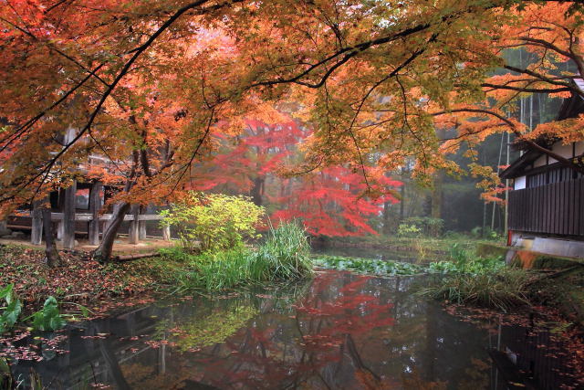 中尊寺 池と紅葉