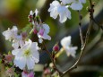 秋に咲く山桜