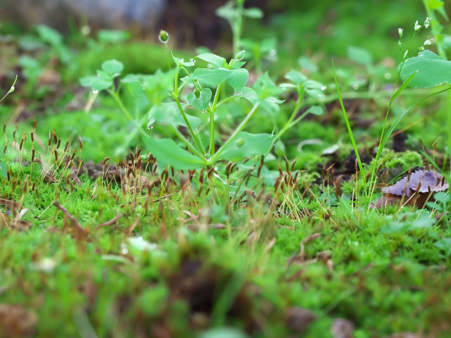 野の草