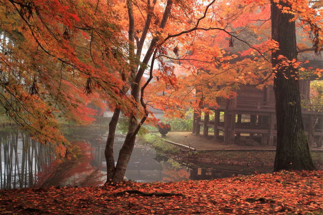 落葉と紅葉