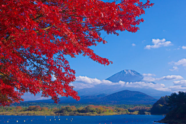 精進湖から 富士山と紅葉