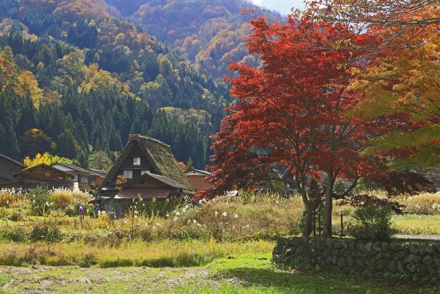 紅葉の白川郷