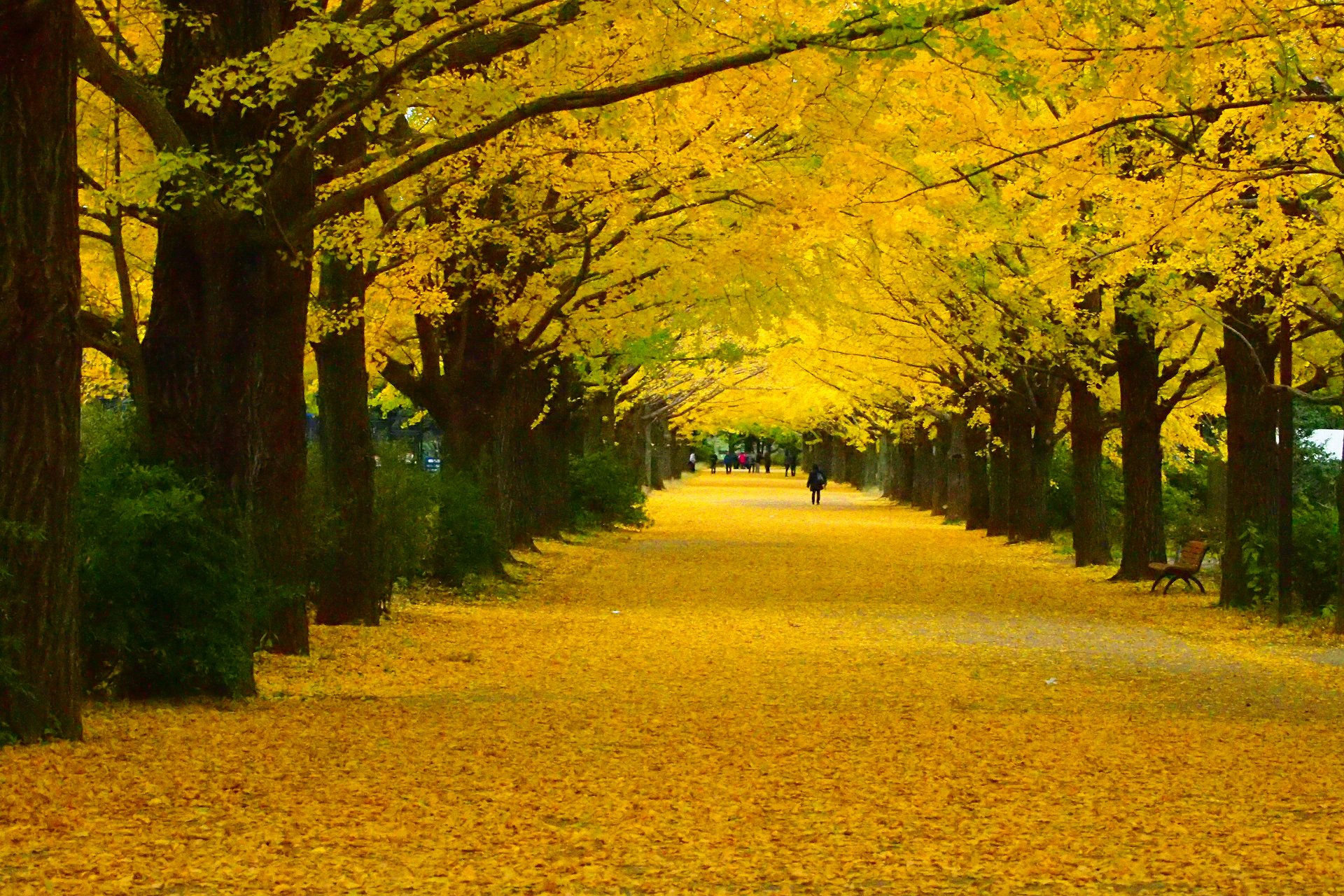 日本の風景 黄色い並木 壁紙19x1280 壁紙館