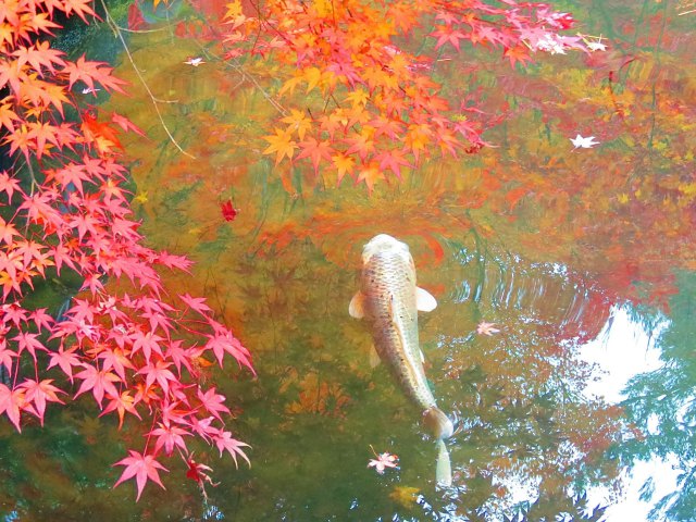 鯉泳ぐ池の紅葉