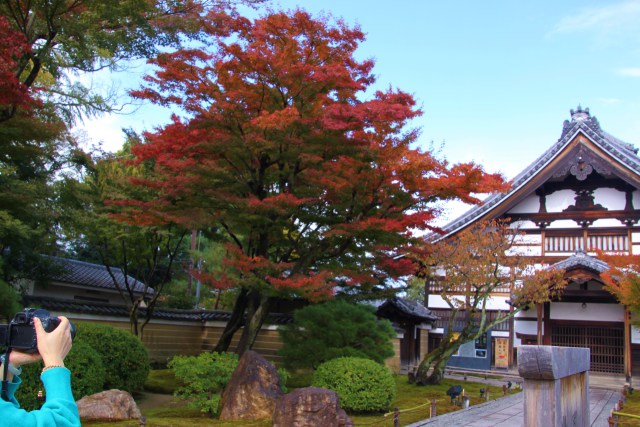 高台寺の紅葉