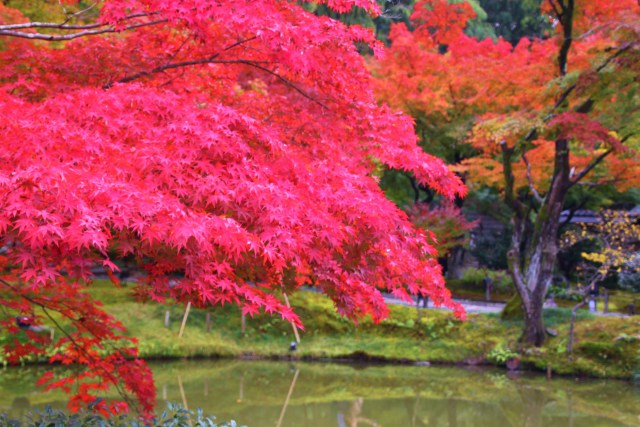 ねねの散歩道の紅葉