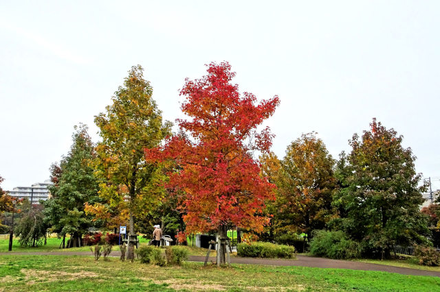 カエデの紅葉