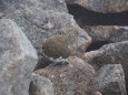 弓折岳の雌雷鳥