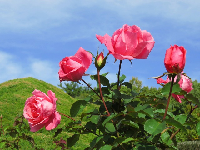 晩秋のバラ・芳純