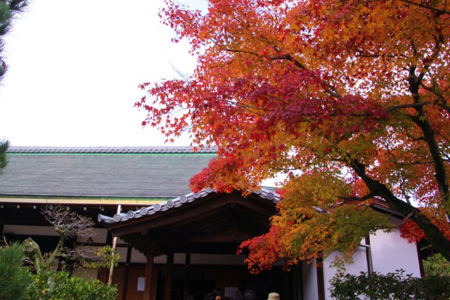 高台寺庭の紅葉