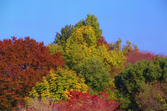 紅葉の始まり