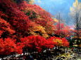 香嵐渓の紅い風景