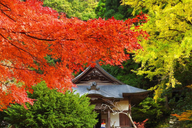 清徳寺の紅葉