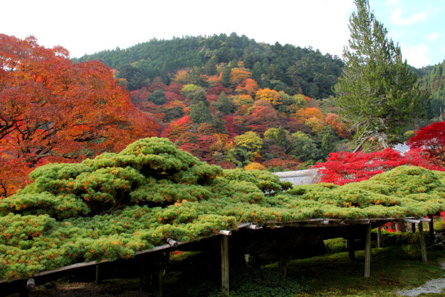 うねる遊龍と紅葉＠善峯寺