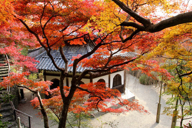 経堂取り巻く紅葉＠善峯寺