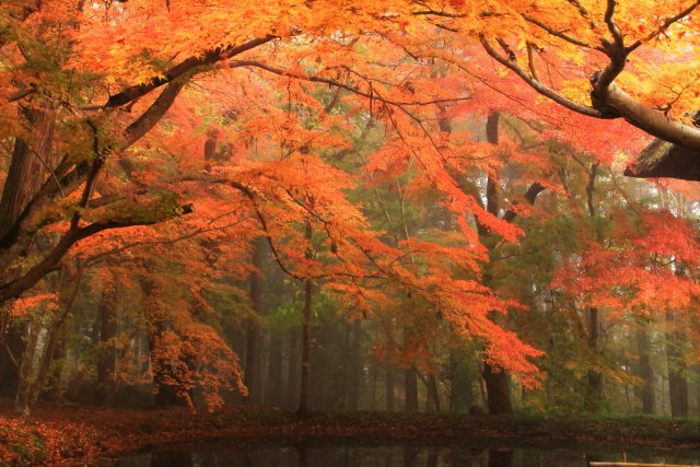 中尊寺 池と紅葉