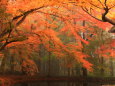 中尊寺 池と紅葉