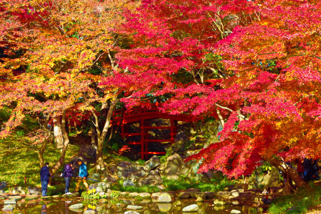 小石川後楽園・通天橋と紅葉