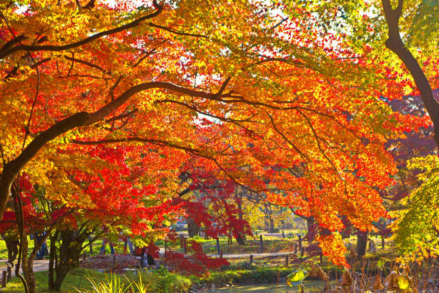 京都府立植物園の紅葉