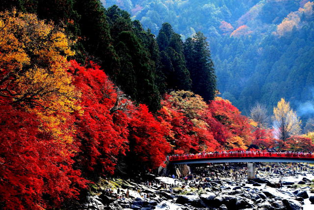 紅葉渓谷は香嵐渓